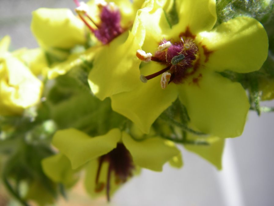 2011-04-13-015-Verbascum