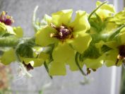 2011-04-13-016-Verbascum