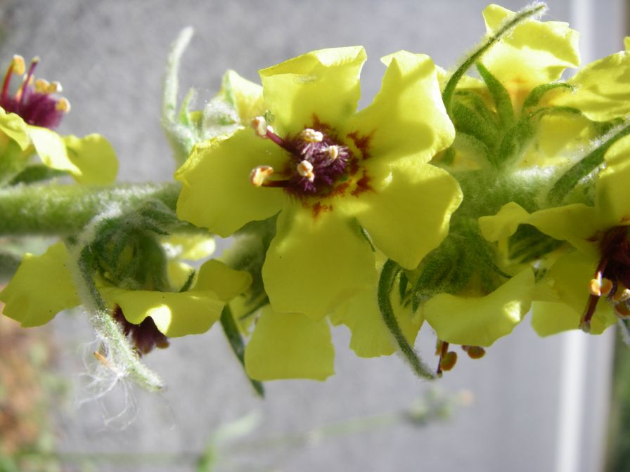 2011-04-13-016-Verbascum
