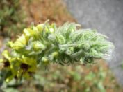 2011-04-13-017-Verbascum