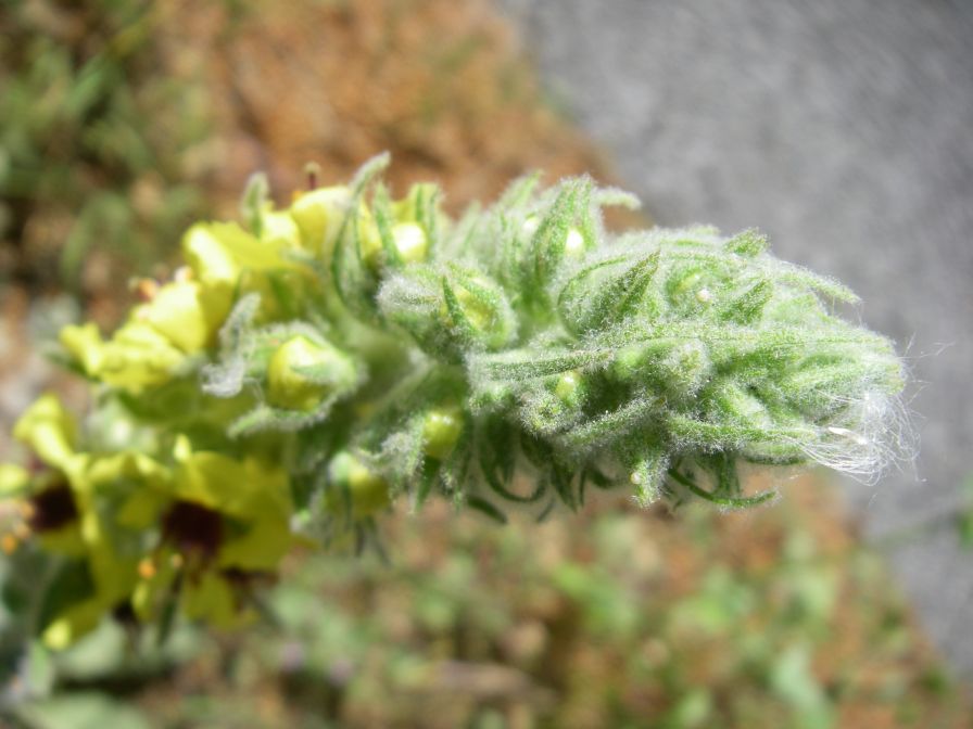 2011-04-13-017-Verbascum