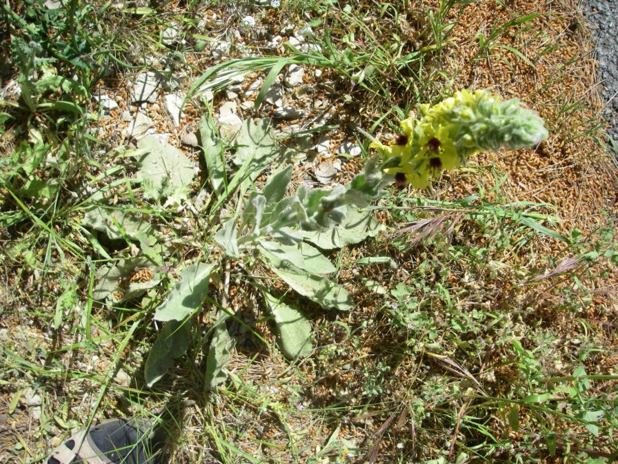 2011-04-13-018-Verbascum