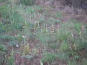 2011-04-10-006-Orchids-gone-over