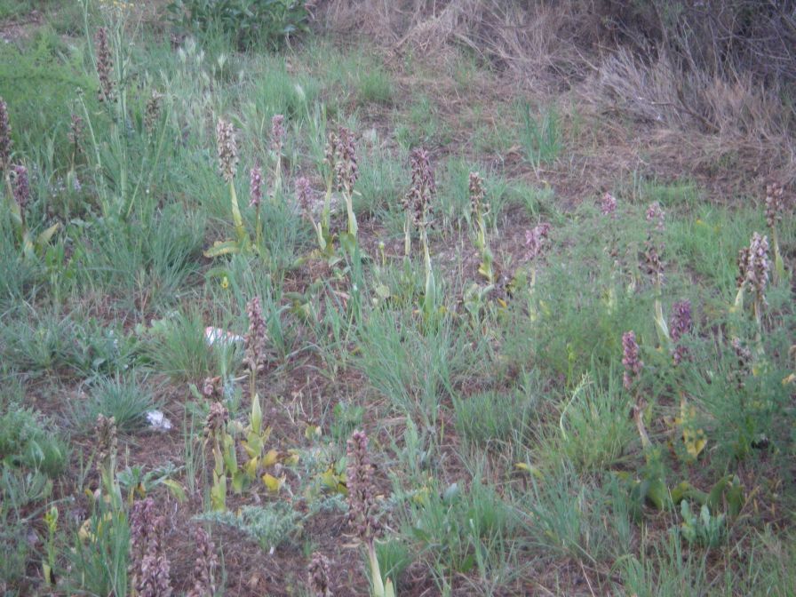 2011-04-10-006-Orchids-gone-over