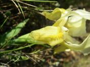 2011-04-10-019-A-New-Yellow-Wild-Iris