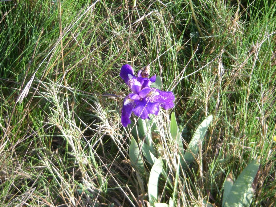 2011-04-10-026-Nornal-Iris