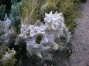 2011-04-10-030-Caterpillars-or-Spiders