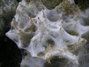 2011-04-10-031-Caterpillars-or-Spiders