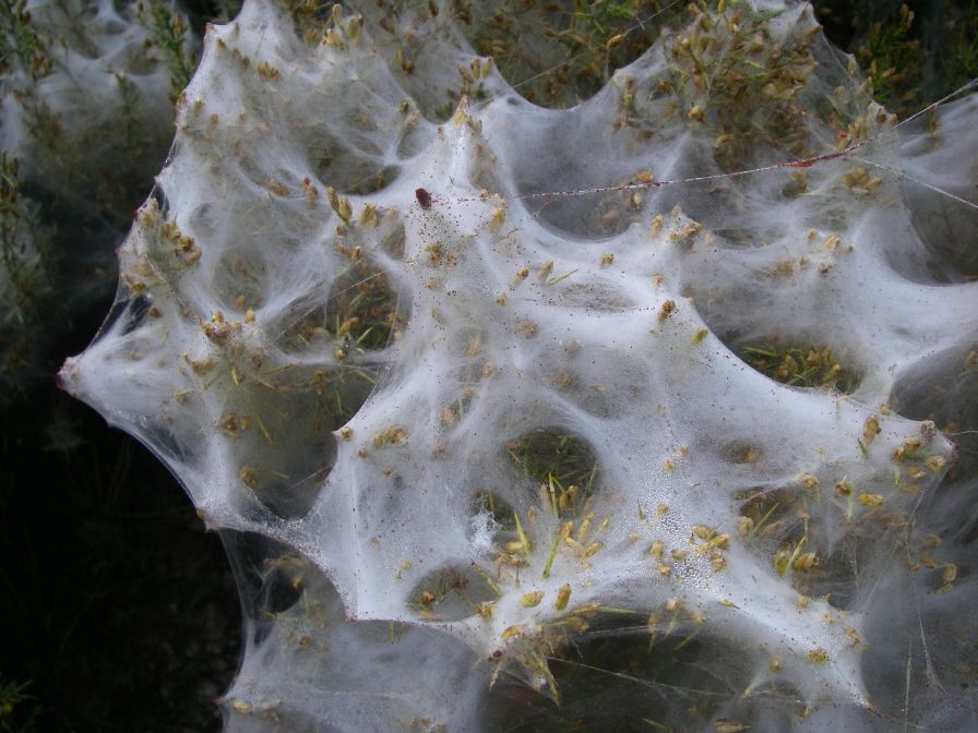 2011-04-10-031-Caterpillars-or-Spiders