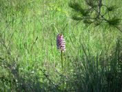 2011-04-10-038-Big-Orchid
