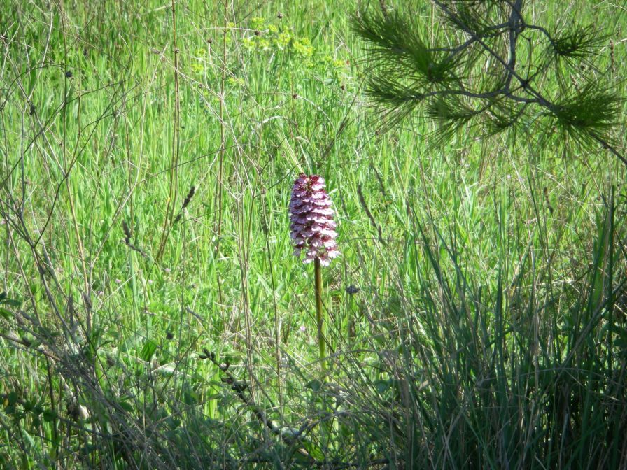 2011-04-10-038-Big-Orchid