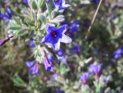 2011-04-10-039-Lithodora