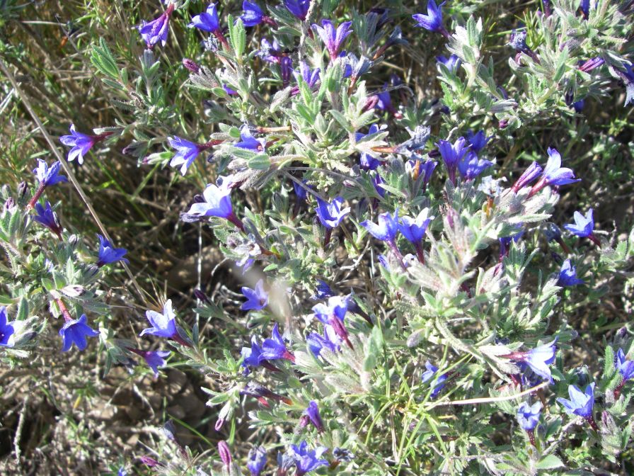 2011-04-10-040-Lithodora