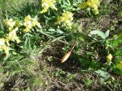 2011-04-10-043-Wild-Tulip-Bud
