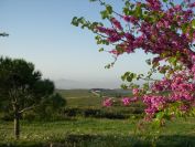 2011-04-11-008-Judas-Tree