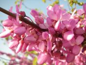 2011-04-11-009-Judas-Tree
