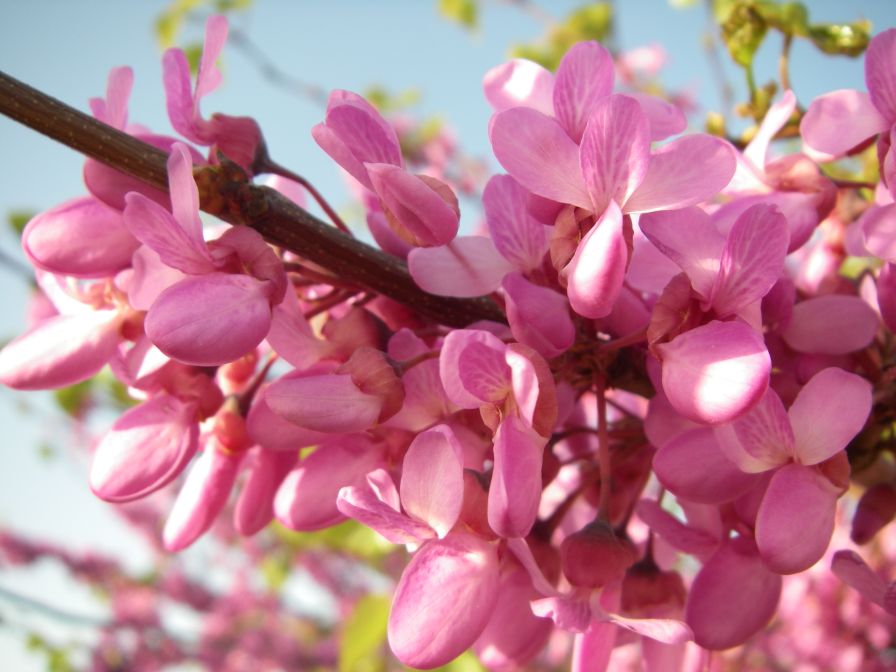 2011-04-11-009-Judas-Tree