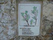 2011-04-11-014-Quercus-Coccifera