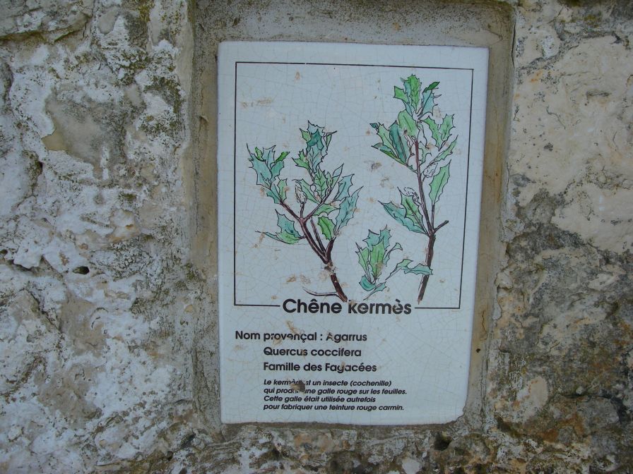 2011-04-11-014-Quercus-Coccifera