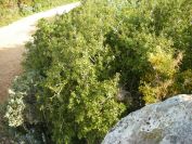 2011-04-11-015-Quercus-Coccifera