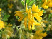 2011-04-11-020-Soft-Broom
