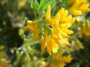 2011-04-11-021-Soft-Broom