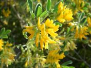 2011-04-11-022-Soft-Broom