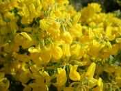 2011-04-11-023-Gorse