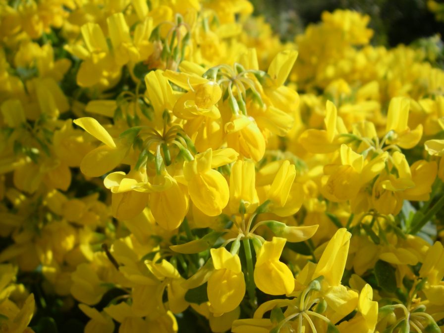2011-04-11-023-Gorse