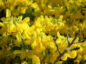2011-04-11-024-Gorse