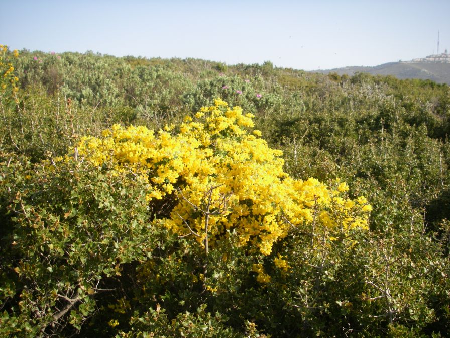 2011-04-11-025-Gorse