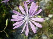 2011-04-12-005-Chicory