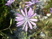 2011-04-12-006-Chicory