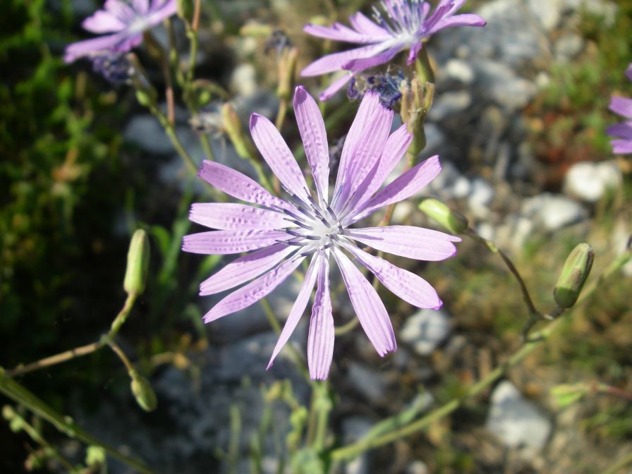 2011-04-12-006-Chicory