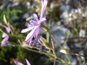 2011-04-12-007-Chicory