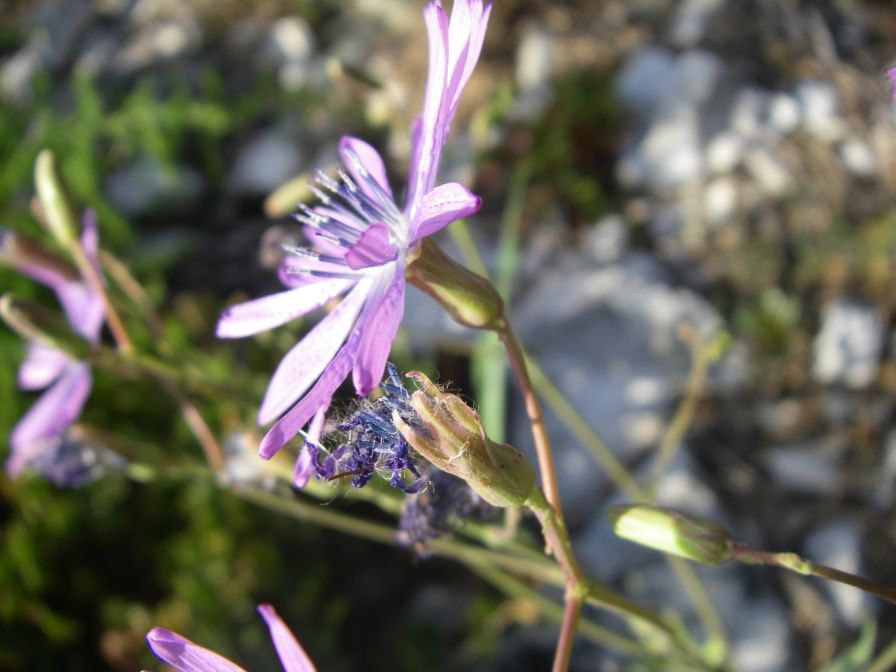 2011-04-12-007-Chicory