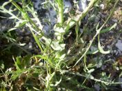 2011-04-12-008-Chicory