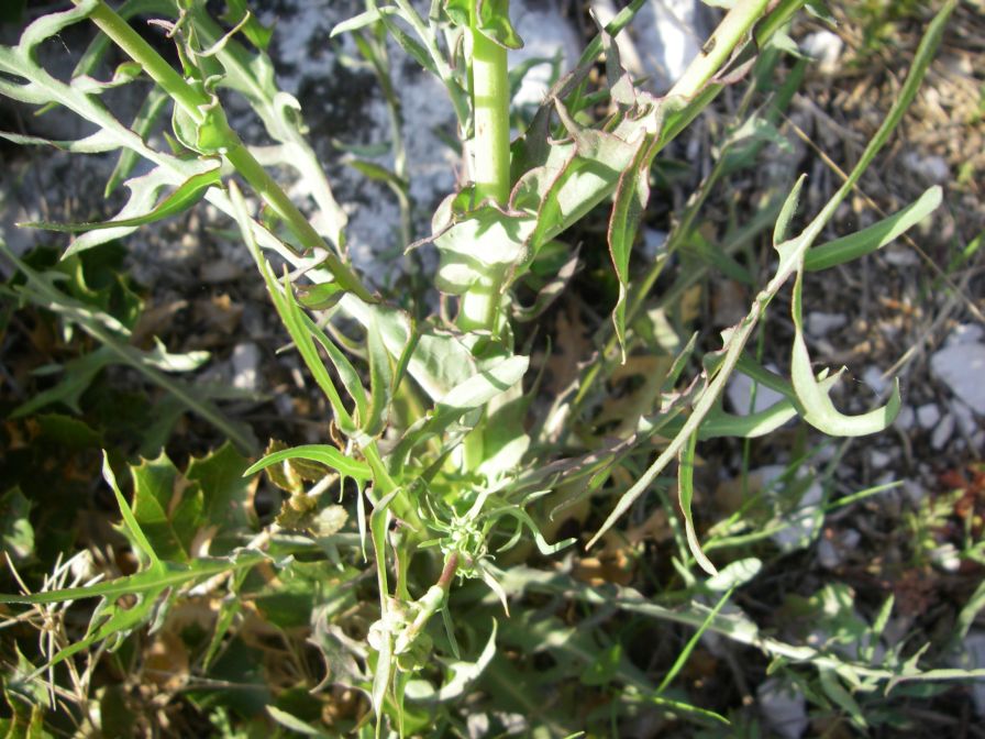 2011-04-12-008-Chicory
