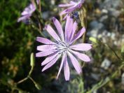 2011-04-12-009-Chicory