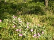 2011-04-12-011-Cistus