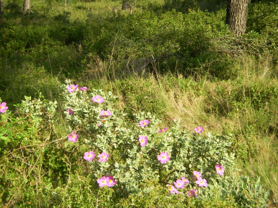 2011-04-12-011-Cistus