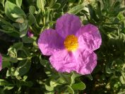 2011-04-12-012-Cistus