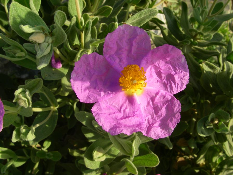 2011-04-12-012-Cistus