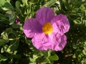 2011-04-12-013-Cistus