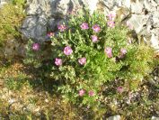 2011-04-12-014-Cistus