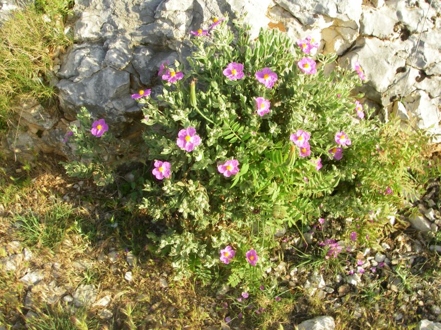 2011-04-12-014-Cistus