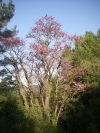 2011-04-12-016-Judas-Tree
