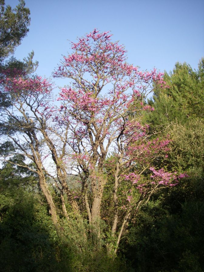 2011-04-12-016-Judas-Tree