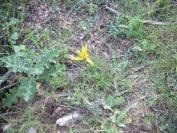 2011-04-12-017-Wild-Tulip