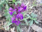 2011-04-12-019-Orchid